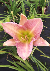 Hemerocallis  'Catherine Woodbury'